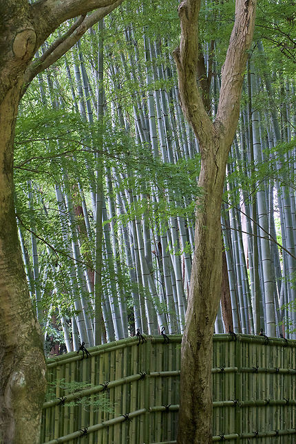 Bambouseraie du Ginkaku-ji