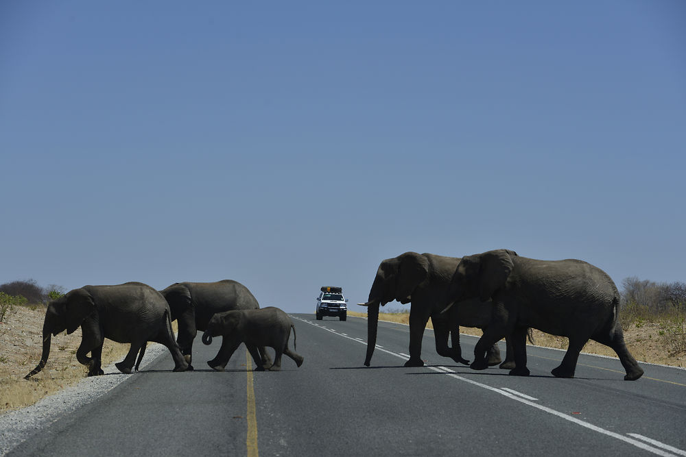 Traversée risquée au Botswana