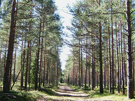 Parc de Lahemaa forêt toujours Parc de Lahemaa forêt toujours