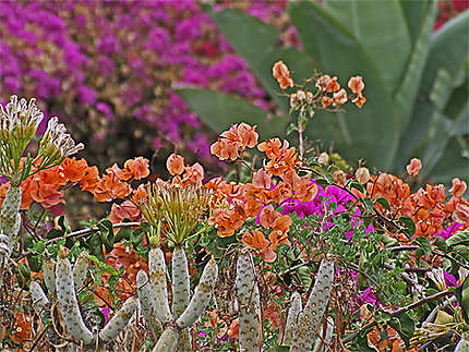 Fleurs des îles Canaries