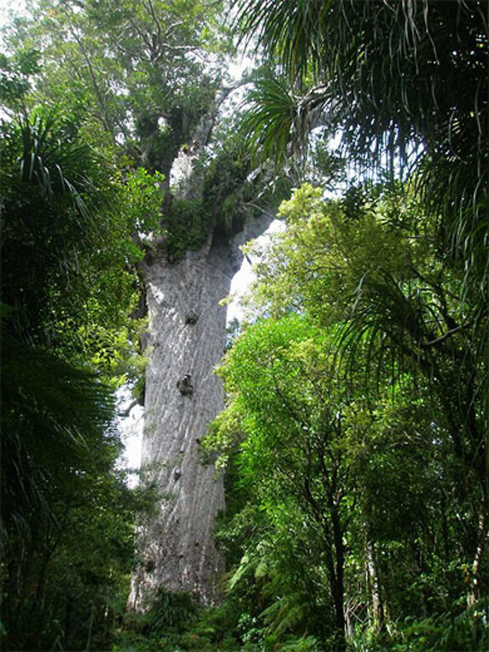 Tane Mahuta