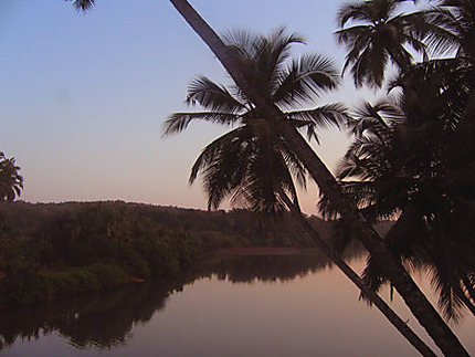 Jungle de Goa