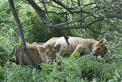 Serengeti Cubs