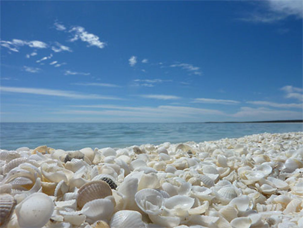 Shell beach