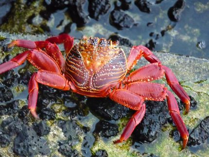 Crabe Rouge des Galapagos