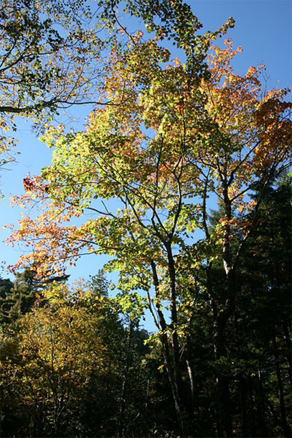 Automne à Echo Lake