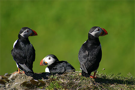 Le macareux - Symbole de l'Islande Le macareux - Symbole de l'Islande