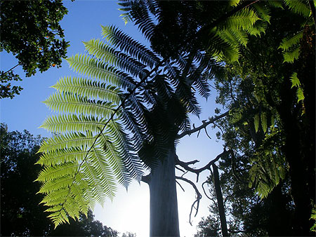 Waipoua Forest Waipoua Forest