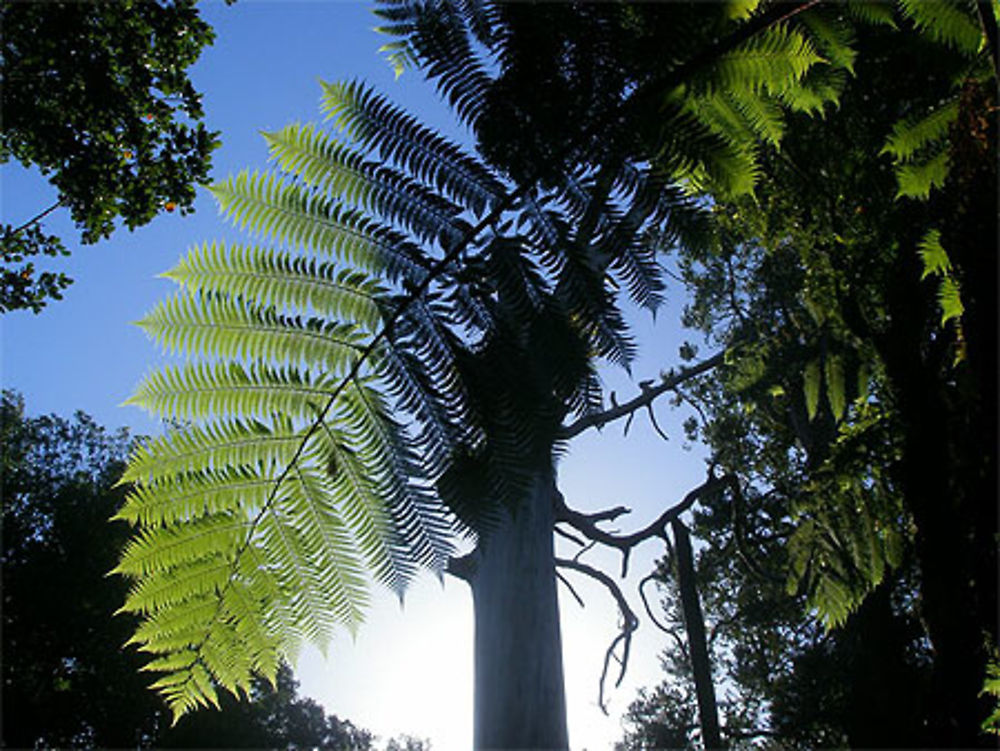 Waipoua Forest