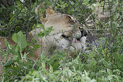 Serengeti Lioness
