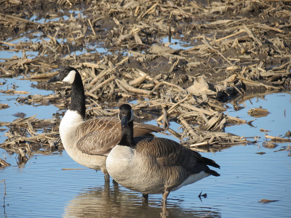 Outardes du Canada