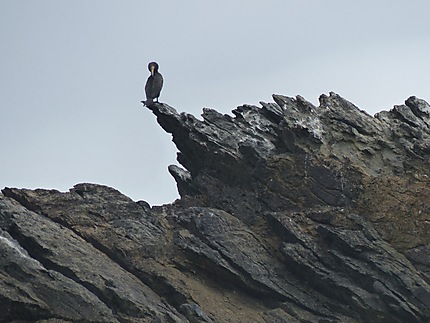 Cormoran sur falaise 