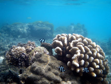 Récif coralien