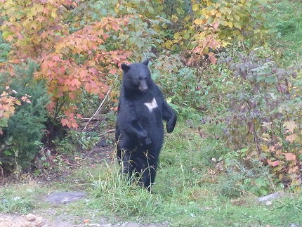 Observation des ours noirs avec "Okwari aventures"