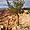 Un arbre à Bryce Canyon 