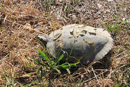 Une tortue près de la Lèze