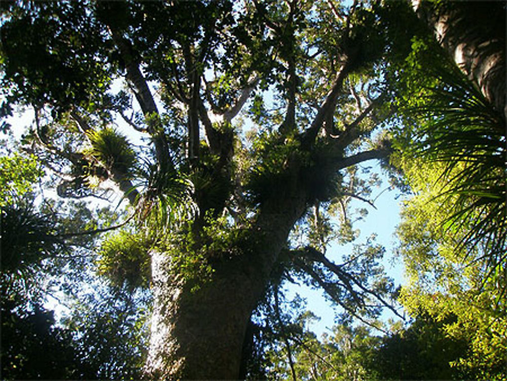 Waipoua Forest