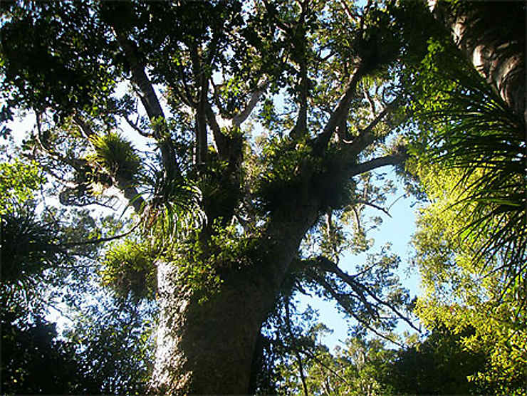 Waipoua Forest Park - Pascal Weka