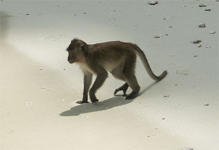 Monkey Beach Monkey Beach