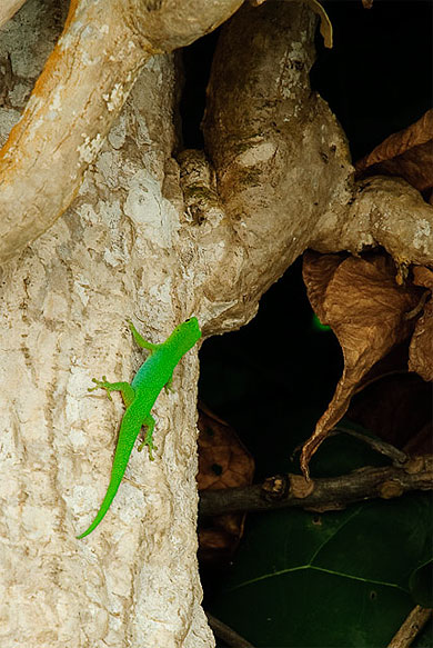 Lézard Lézard