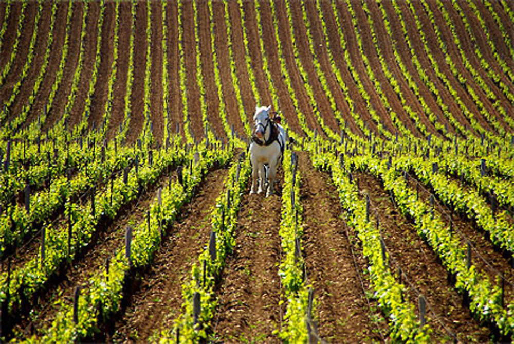 La Tâche - Domaine de la Romanée Conti