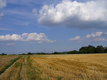 Champs de blés Auvers sur Oise