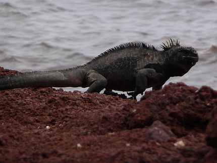 Iguane marin des Galapagos