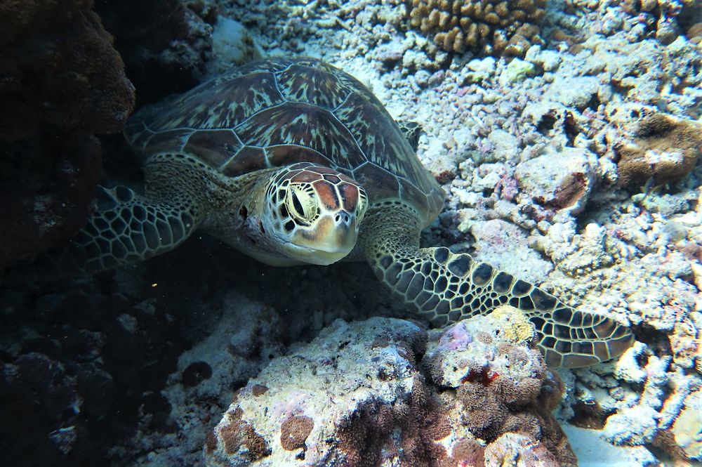 Tortue Verte sur le tombant de Dhonfanu island