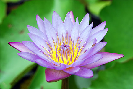 Nénuphar de brousse Nénuphar de brousse