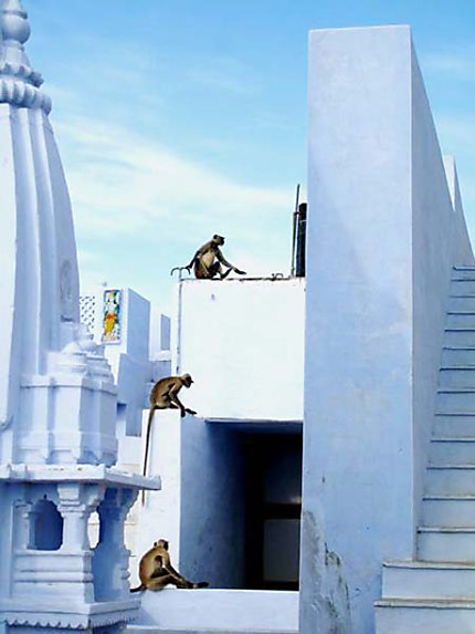Blue monkey city