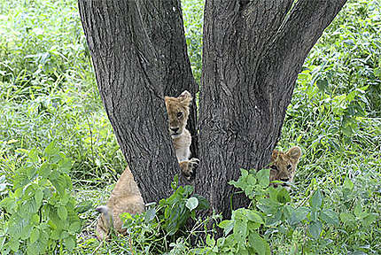 Serengeti Cubs