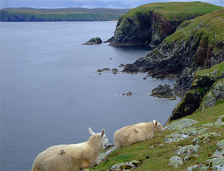 Moutons accrochés à la falaise à Strathy Point Moutons accrochés à la falaise à Strathy Point