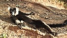 Madagascar : deux r&eacute;serves pr&egrave;s d&rsquo;Antananarivo