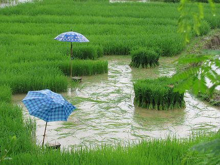 Parapluies en rizière