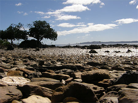 Mangrove et cailloux Mangrove et cailloux