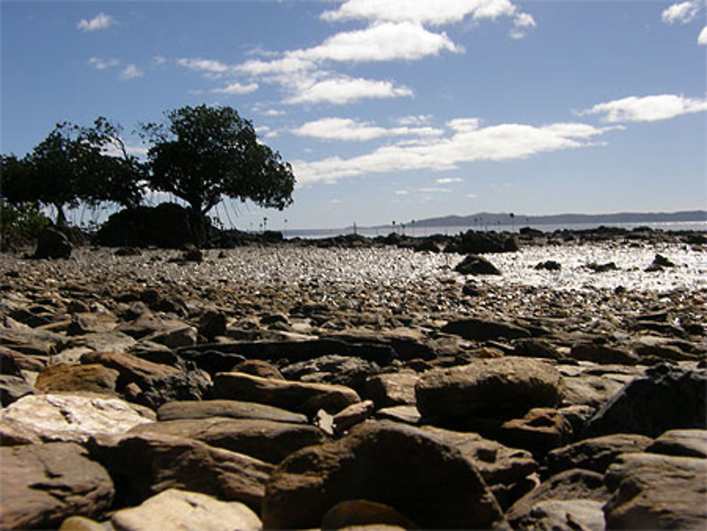 Mangrove et cailloux