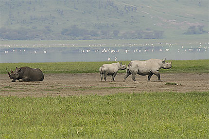Serengeti Rhinoceros