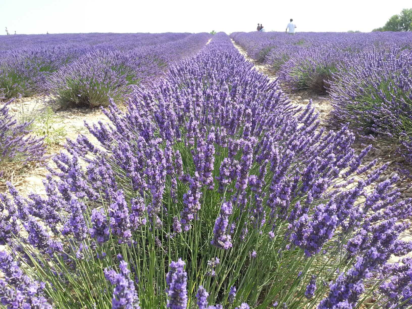 Champs De Lavande Fleurs Aix En Provence Bouches Du Rh Ne Provence Routard Com