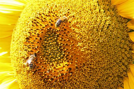 Deux abeilles sur une fleur de tournesol