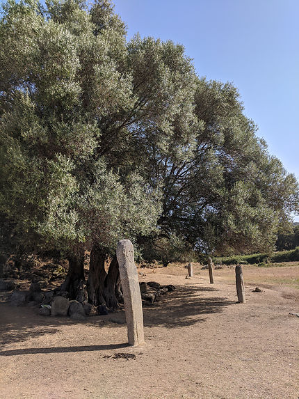 Sous l'olivier centenaire