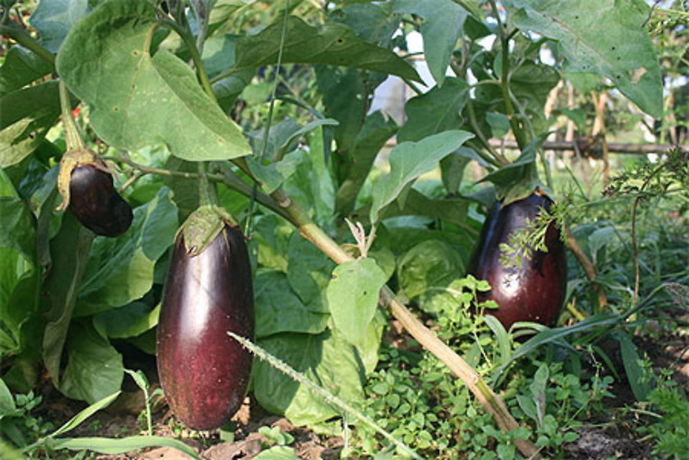 Aubergines