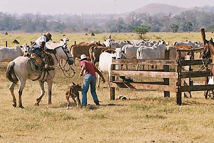 Cowboys du Pantanal