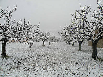 Cerisiers sous la neige