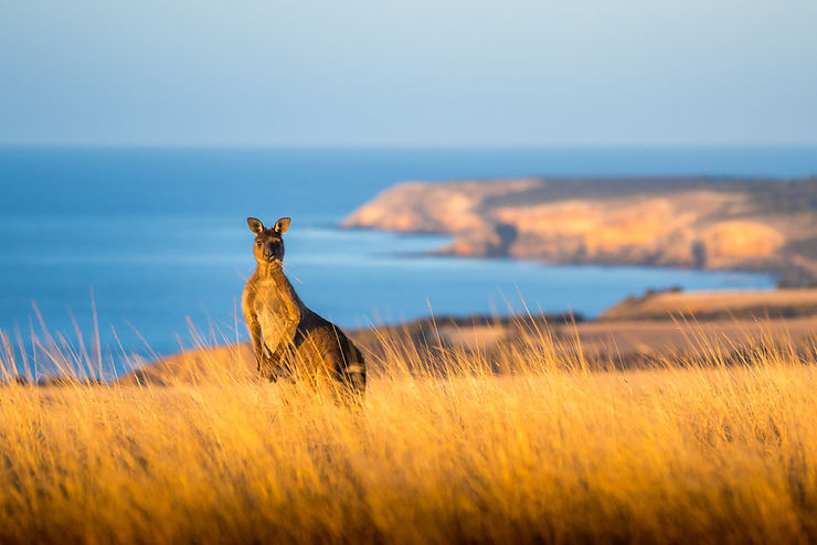 Kangaroo Island, sauvage et authentique