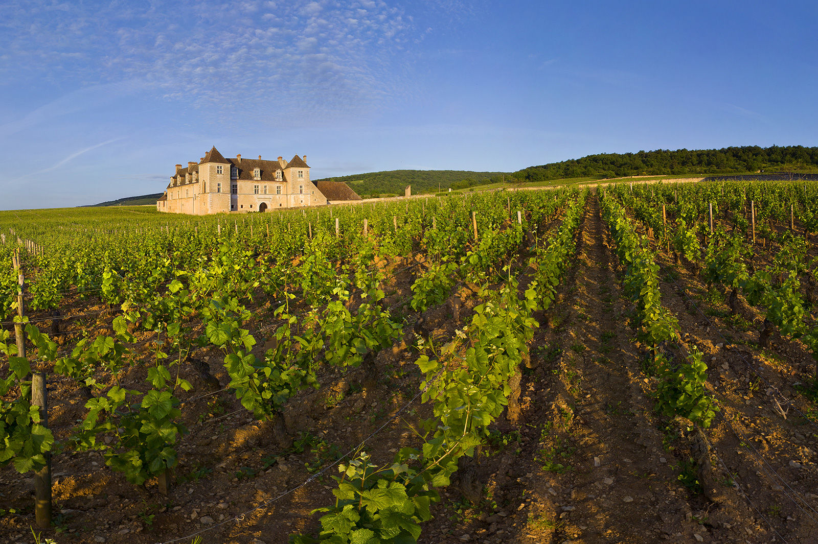 Sur la Route des grands crus de Bourgogne !