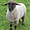 Mouton à Hunspach