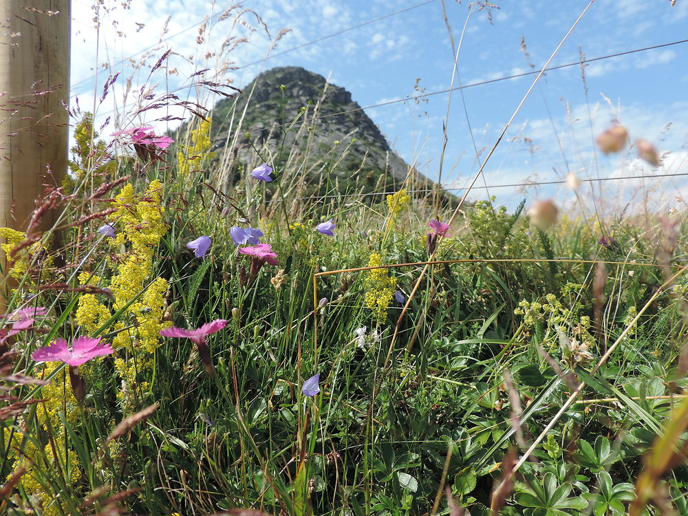 Mont Gerbier de Jonc