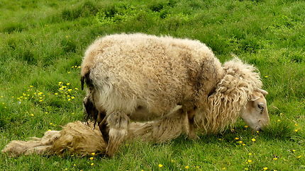 Mouton à Heimaey