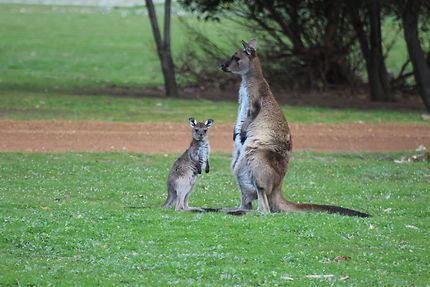 Bonjour de Kangaroo Island, Australie