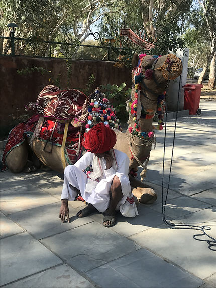 Camel in Ranakpur